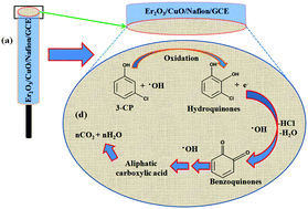 Graphical abstract: Sensitive 3-chlorophenol sensor development based on facile Er2O3/CuO nanomaterials for environmental safety
