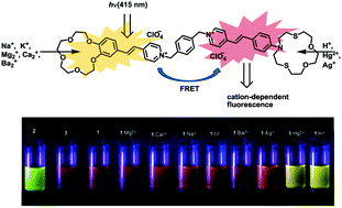 Graphical abstract: FRET-based metal ion sensing by a crown-containing bisstyryl dye