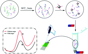 Graphical abstract: A novel electrochemical method based on screen-printed electrodes and magnetic beads for detection of trinucleotide repeat sequence d(CAG)n