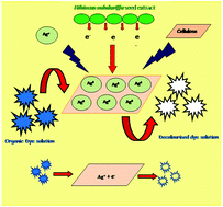 Graphical abstract: Green synthesis of silver nanoparticles supported on cellulose and their catalytic application in the scavenging of organic dyes