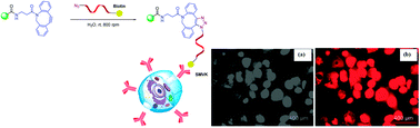 Graphical abstract: Surface immobilization of biotin-DNA conjugates on polystyrene beads via SPAAC for biological interaction and cancer theranostic applications