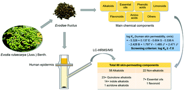 Graphical abstract: Predicting the skin-permeating components of externally-applied medicinal herbs: application of a newly constructed linear free-energy relationship equation for human skin permeation