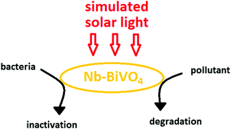 Graphical abstract: An efficient Nb-modified BiVO4 film for photo-induced bacterial inactivation and photocatalytic removal of organic pollutants