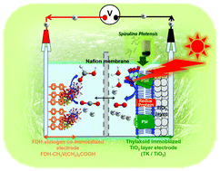 Graphical abstract: A visible-light driven electrochemical biofuel cell with the function of CO2 conversion to formic acid: coupled thylakoid from microalgae and biocatalyst immobilized electrodes