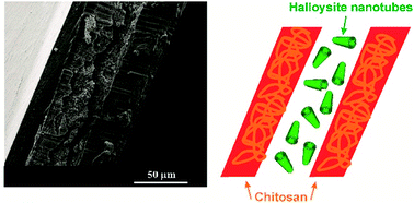 Graphical abstract: Halloysite nanotubes sandwiched between chitosan layers: novel bionanocomposites with multilayer structures