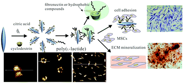 Graphical abstract: Synthesis of poly(l-lactide)/β-cyclodextrin/citrate network modified hydroxyapatite and its biomedical properties