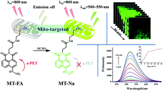 Graphical abstract: Development of a mitochondrial-targeted two-photon fluorescence turn-on probe for formaldehyde and its bio-imaging applications in living cells and tissues