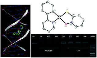 Graphical abstract: Cycloplatinated(ii) complexes bearing an O,S-heterocyclic ligand: search for anticancer drugs