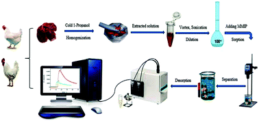 Graphical abstract: Chemiluminescence determination of furazolidone in poultry tissues and water samples after selective solid phase microextraction using magnetic molecularly imprinted polymers