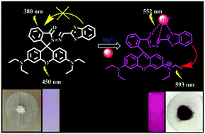 Graphical abstract: Rhodamine–benzothiazole conjugate as an efficient multimodal sensor for Hg2+ ions and its application to imaging in living cells