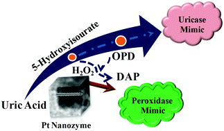 Graphical abstract: Unique dual responsive activity of a platinum nanozyme stabilized by a green solvent: deep eutectic solvents