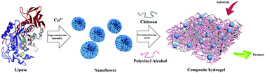 Graphical abstract: Multiscale immobilized lipase for rapid separation and continuous catalysis