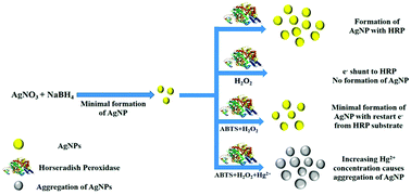 Graphical abstract: Horseradish peroxidase-mediated in situ synthesis of silver nanoparticles: application for sensing of mercury