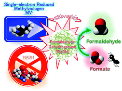 Graphical abstract: Activation of the catalytic function of formaldehyde dehydrogenase for formate reduction by single-electron reduced methylviologen