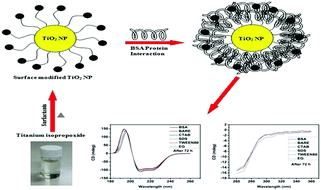 Graphical abstract: Synthesis of bare and surface modified TiO2 nanoparticles via a single source precursor and insights into their interactions with serum albumin