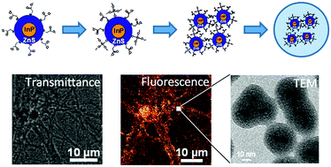 Graphical abstract: Preparation and biomedical applications of bright robust silica nanocapsules with multiple incorporated InP/ZnS quantum dots