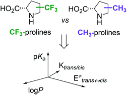 Graphical abstract: Comparative effects of trifluoromethyl- and methyl-group substitutions in proline