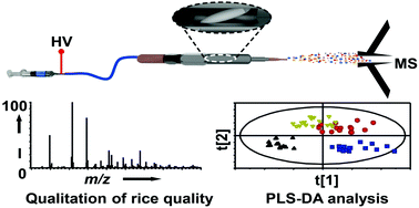 Graphical abstract: Differentiation of cultivation areas and crop years of milled rice using single grain mass spectrometry