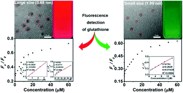 Graphical abstract: One-pot synthesis of highly luminescent N-acetyl-l-cysteine-capped CdTe quantum dots and their size effect on the detection of glutathione