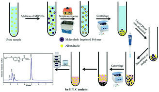 Graphical abstract: A molecularly imprinted polymer coupled with high-performance liquid chromatography-UV for the determination of albendazole in plasma and urine samples: CCD-RSM design