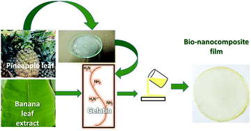 Graphical abstract: Preparation and characterization of pineapple leaf cellulose nanocrystal reinforced gelatin bio-nanocomposite with antibacterial banana leaf extract for application in food packaging