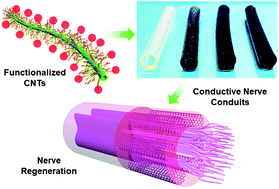 Graphical abstract: Electrically conductive nanocomposite hydrogels embedded with functionalized carbon nanotubes for spinal cord injury