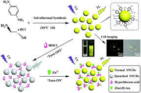 Graphical abstract: A nanosensor made of sulfur–nitrogen co-doped carbon dots for “off–on” sensing of hypochlorous acid and Zn(ii) and its bioimaging properties