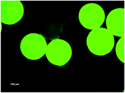 Graphical abstract: Covalent attachment of a fluorescent ‘Pourbaix sensor’ onto a polymer bead for sensing in water