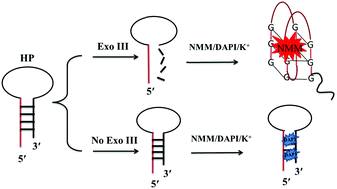 Graphical abstract: A label-free ratiometric fluorescence strategy for 3′–5′ exonuclease detection