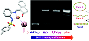Graphical abstract: Modulating the DNA cleavage ability of copper(ii) Schiff bases through ternary complex formation