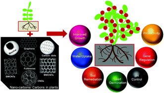 Graphical abstract: Exploration of nano carbons in relevance to plant systems