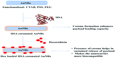 Graphical abstract: Human serum albumin corona on functionalized gold nanorods modulates doxorubicin loading and release