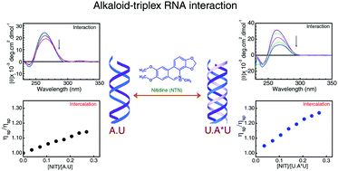 Graphical abstract: Assessment of intercalative interaction of the benzophenanthridine plant alkaloid nitidine with higher-ordered forms of RNA: spectroscopic evaluation