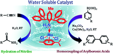 Graphical abstract: Water-soluble superbulky (η6-p-cymene) ruthenium(ii) amine: an active catalyst in the oxidative homocoupling of arylboronic acids and the hydration of organonitriles