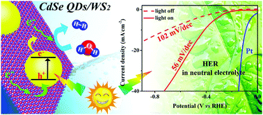 Graphical abstract: A photo-responsive electrocatalyst: CdSe quantum dot sensitized WS2 nanosheets for hydrogen evolution in neutral solution
