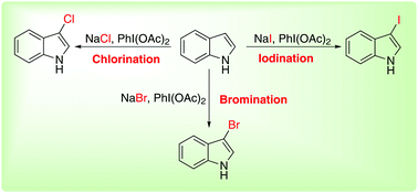 Graphical abstract: PhI(OAc)2/NaX-mediated halogenation providing access to valuable synthons 3-haloindole derivatives