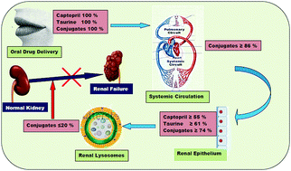 Graphical abstract: In silico design, synthesis, characterization and pharmacological evaluation of captopril conjugates in the treatment of renal fibrosis