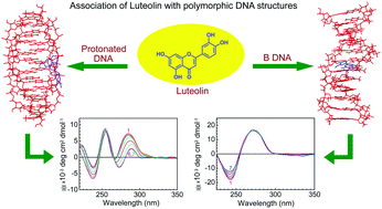 Graphical abstract: Binding aspects of dietary flavone, luteolin, with polymorphic forms of natural DNA: a spectroscopic and molecular docking approach