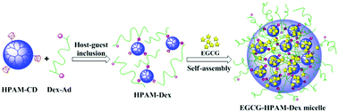 Graphical abstract: Fabrication of supramolecular hyperbranched polyamidoamine–dextran conjugates and their self-assembly in the presence of EGCG