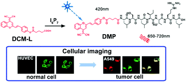 Graphical abstract: An I6P7 peptide modified fluorescent probe for bio-imaging