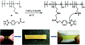 Graphical abstract: A readily self-healing and recyclable silicone elastomer via boron–nitrogen noncovalent crosslinking