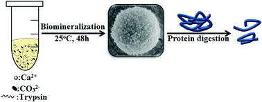Graphical abstract: A trypsin–calcium carbonate hybrid nanosphere based enzyme reactor with good stability and reusability