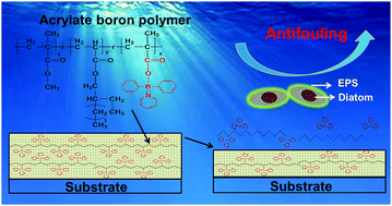 Graphical abstract: Antifouling behavior of self-renewal acrylate boron polymers with pyridine-diphenylborane side chains