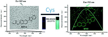 Graphical abstract: A novel naphthalene-based fluorescent probe for highly selective detection of cysteine with a large Stokes shift and its application in bioimaging