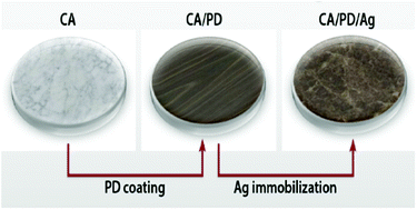 Graphical abstract: Cellulose acetate ultrafiltration membranes customized with bio-inspired polydopamine coating and in situ immobilization of silver nanoparticles
