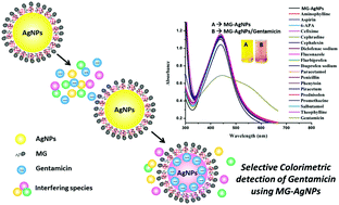 Graphical abstract: Green synthesis of methyl gallate conjugated silver nanoparticles: a colorimetric probe for gentamicin