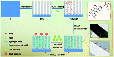 Graphical abstract: Polymethacrylic acid encapsulated TiO2 nanotubes for sustained drug release and enhanced antibacterial activities