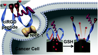 Graphical abstract: Cyclic iRGD peptide as a dual-functional on–off gatekeeper of mesoporous nanocontainers for targeting NRP-1 and selective drug release triggered by conformational conversion