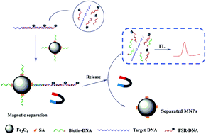 Graphical abstract: A fluorescent method based on magnetic nanoparticles for detection of CGG trinucleotide repeat genes