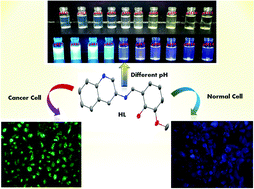 Graphical abstract: An aminoquinoline based biocompatible fluorescent and colourimetric pH sensor designed for cancer cell discrimination